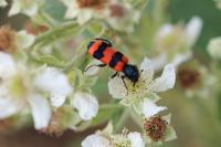 Trichodes apiarius