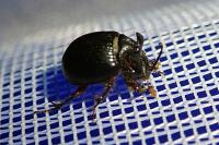 Odonteus armiger