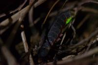 Lampyris noctiluca
