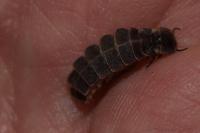 Lampyris noctiluca