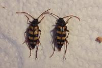 Leptura aurulenta