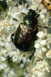 Gnorimus nobilis
