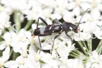 Chlorophorus figuratus