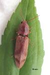 Stenagostus rhombeus