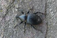 Liparus coronatus