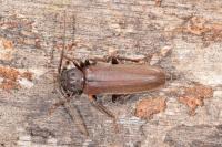 Arhopalus rusticus