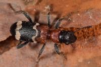 Thanasimus formicarius