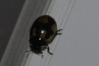 Coccinella hieroglyphica