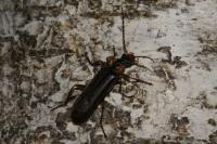 Podabrus alpinus