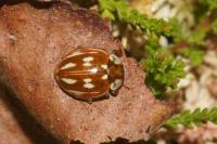 Myzia oblongoguttata