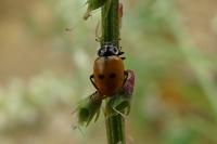 Hippodamia variegata