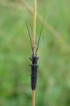 Calamobius filum