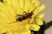 Stenurella bifasciata