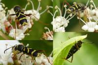 Clytus arietis