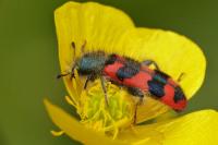 Trichodes alvearius