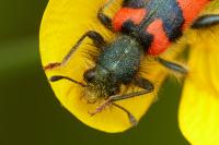 Trichodes alvearius