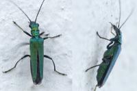 Oedemera nobilis