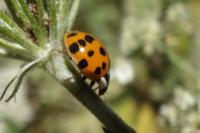 Harmonia axyridis