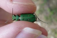 Cicindela campestris