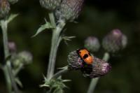 Clytra laeviuscula