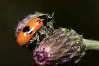 Clytra laeviuscula