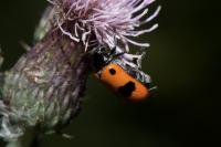 Clytra laeviuscula