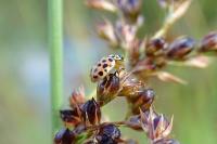 Anisosticta novemdecimpunctata