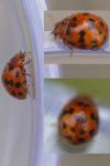 Subcoccinella vigintiquatuorpunctata