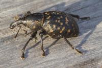 Liparus germanus