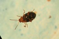 Podagrica fuscicornis