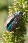 Chrysobothris