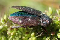 Chrysobothris