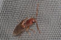 Stenagostus rhombeus