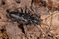 Hylotrupes bajulus