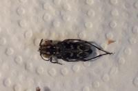Xylotrechus rusticus