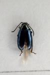 Phyllotreta nigripes