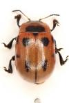 Gonioctena viminalis