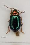 Crepidodera aurata