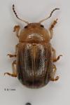 Gonioctena pallida