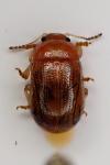 Gonioctena pallida