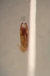 Gonioctena pallida