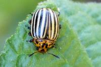 Leptinotarsa decemlineata