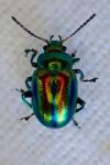 Chrysolina fastuosa
