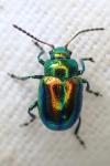 Chrysolina fastuosa