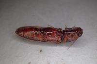 Stenagostus rhombeus