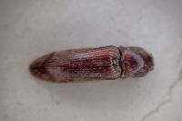 Stenagostus rhombeus