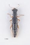 Stenus aceris