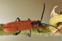 Lygistopterus sanguineus