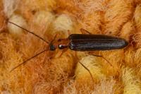 Nacerdes carniolica