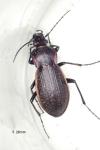 Carabus monilis